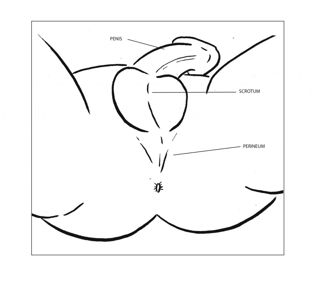 amateurpo v prosstate massage